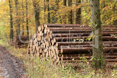 Freshly felled and sawn tree trunks in the forest