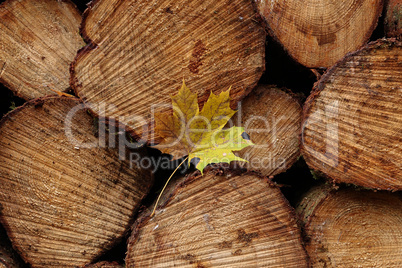 Yellow maple leaf lies in the woods on logs