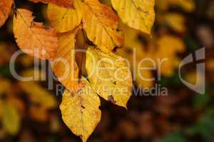 Bright yellow leaves in the autumn forest