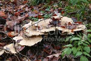 Yellow forest mushrooms grew on a fallen tree