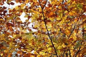 Bright yellow leaves in the autumn forest