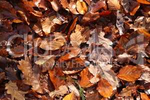 Brown autumn leaves lie on the ground