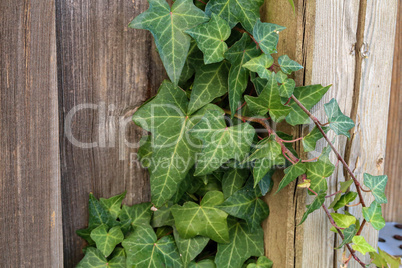 Hedera helix - A wall of common green ivy