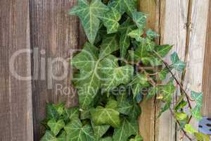Hedera helix - A wall of common green ivy