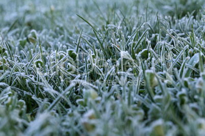 Frosty morning. Dew and drizzle on the grass