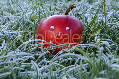 Beautiful red apple in hoarfrost covered grass