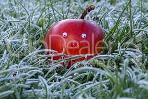 Beautiful red apple in hoarfrost covered grass