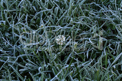 Frosty morning. Dew and drizzle on the grass