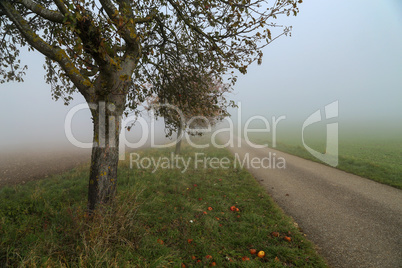 Morning fog. Autumn landscape with roads and trees