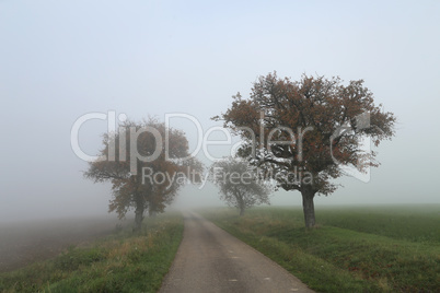 Morning fog. Autumn landscape with roads and trees