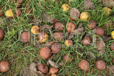 Apples that fell from a tree rot on the ground