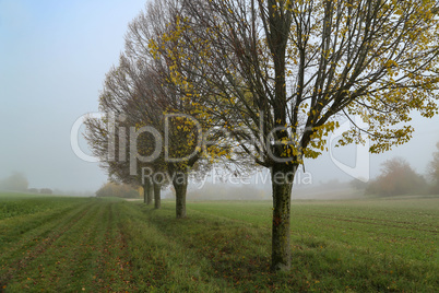 Morning fog. Autumn landscape with roads and trees