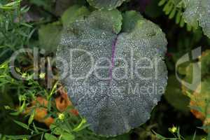 Dew drops on the leaves of the plant