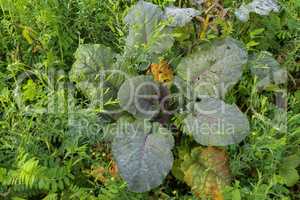 Dew drops on the leaves of the plant