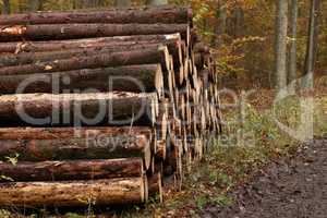 Freshly felled and sawn tree trunks in the forest
