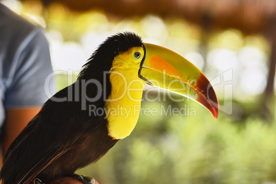 Close-up portrait of a toucan #3