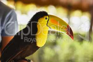 Close-up portrait of a toucan #3
