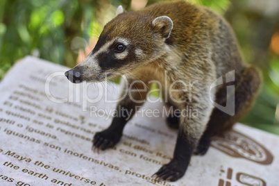 Coati sitting