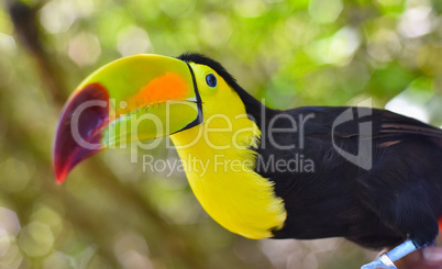 Close-up portrait of a toucan