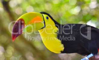 Close-up portrait of a toucan
