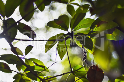 Tropical vegetation detail #3