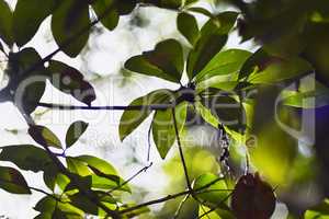 Tropical vegetation detail #3