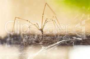 Domestic Spider (Pholcus phalangioides)