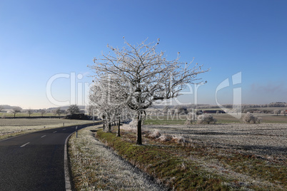 Winter landscape with trees covered with hoarfrost