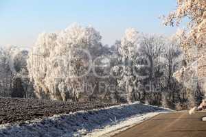 Winter landscape with trees covered with hoarfrost