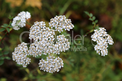 Small White Wildflowers Grow in a Meadow