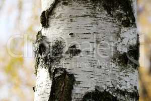birch bark texture natural background paper close-up