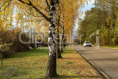 Autumn landscape - Birch alley in autumn time