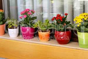 Various flowers in pots stand on the windowsill