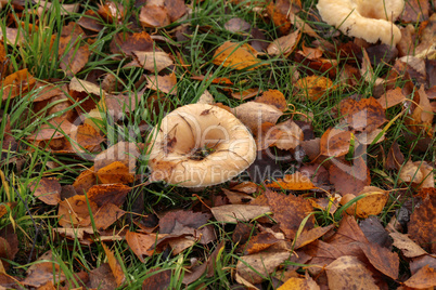Mushroom grows in the forest among autumn foliage