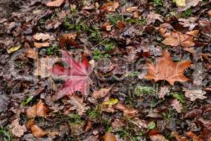 Autumn maple leaves lie on the ground