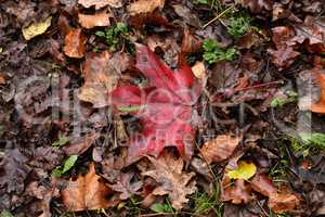 Autumn maple leaves lie on the ground