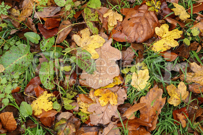 Autumn leaves lie on the ground in the forest