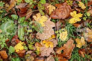 Autumn leaves lie on the ground in the forest