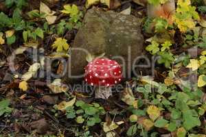 Amanita decorative mushroom made of concrete on a site near the house