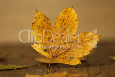 Yellow maple leaf on a wooden table