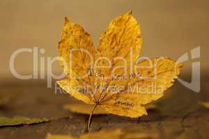 Yellow maple leaf on a wooden table