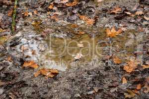 Yellow autumn leaves lie in a puddle in the forest