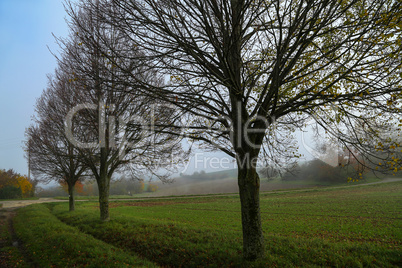 Morning fog. Autumn landscape with roads and trees