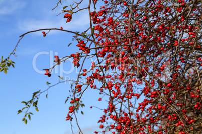 Bright red berries of wild rosehip against the blue sky