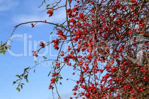 Bright red berries of wild rosehip against the blue sky