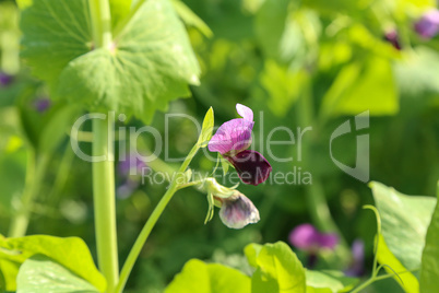 Photo flowering of sweet pea closeup outdoors