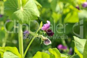 Photo flowering of sweet pea closeup outdoors