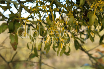 Fruit tree with mistletoe in the treetop