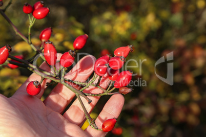 Bright red rosehip berries on the palm