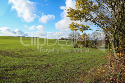 Field with winter crops on a sunny autumn day